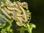 Flesh-eating worms are on the loose in Texas