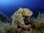 Big £158k haul of Mediterranean octopus caught near Channel Islands