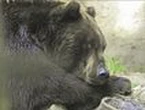 Bear spotted chilling out in a hot tub
