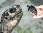 Giant Galapagos tortoise becomes first-time dad at the age of 135