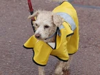 Raining cats and dogs: Perth cops wild weekend weather