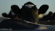 Frozen semen and embryos found amid hot cattle caper