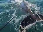 Dramatic moment entangled whale freed