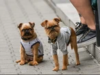 Many Brits pull sickies to look after their dogs