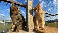 Joondalup crack down on cats