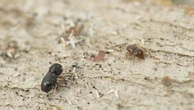 Wanneroo reports first case of destructive shot-hole borer
