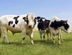 Swiss cows use a toilet