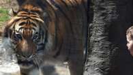 Woman mauled by tiger at Dreamworld