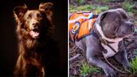 WA prized pooches in running to claim TOP DOG awards