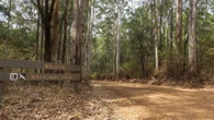 Outrage at clearing of ancient karri trees for road pavement