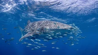 New study reveals how whale sharks feel about tourists