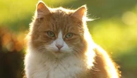 Humans could be talking to animals in 12 months with help from AI
