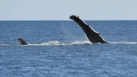 Marine heatwave might have caused whale decline: study