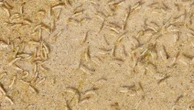 Beach pool closed over ‘gross’ discovery