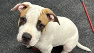 Police search for stolen puppy’s owners following arrest