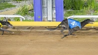 Greyhounds: Alden Monelli wins heat at big odds