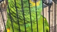 Owner’s miraculous rescue of exotic bird