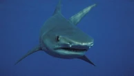Woman attacked by shark at Jurien Bay beach