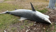 Dead tiger shark ‘with broken jaw’ found near Albany