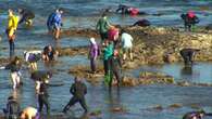 Abalone fishing to return to WA region in 13-year first