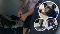 The horrifying reason why Perth man banned from owning pets