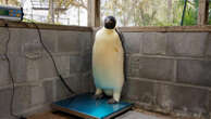 Malnourished Antarctic penguin that swam to WA on the mend