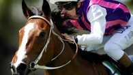 Taree Preview: Daughter of star mare to debut at Taree