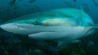 Boy describes horror WA shark attack