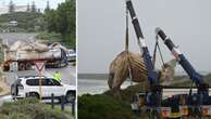 Dead whale removed from beach and taken by truck to tip