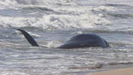 Dead whale calf forces shut popular WA beach