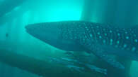 Reason whale sharks are drawn to oil and gas structures