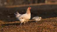 Restrictions lifted as avian flu outbreak eradicated