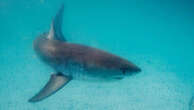 breakingBusy WA beach closed after great white swims close to shore