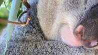 Backlash after sanctuary ends koala cuddles