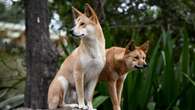 Dingoes share pure genes with 3000-year-old ancestors