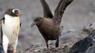 Bird flu continues spread in Antarctica