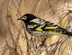 Singing to honeyeaters helps them thrive