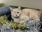 RSPCA’s 12 Strays of XMAS search for fur-ever homes