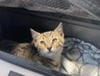 What pet owners should do in a bushfire emergency