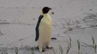 ‘Fantastic’ update for lost emperor penguin