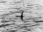 Summer is the best time to spot the Loch Ness Monster