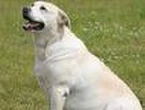 Fat gene found in dogs and humans