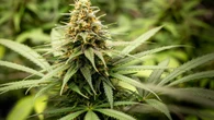 Push to legalise pot rejected