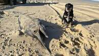 Huge fish found dead on WA beach in rare sighting