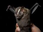 Bat coronavirus in Brazil poses danger to the human race