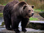 Hunter on trial for killing bear that mauled his legs