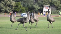 Wild scenes as emus invade country footy match