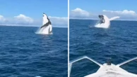 Perth mates’ insane close call with humpback whale