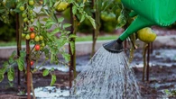 Charlie Albone reveals the BEST time to water your gardens