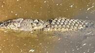 Croc responsible for 12yo’s death killed